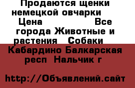 Продаются щенки немецкой овчарки!!! › Цена ­ 6000-8000 - Все города Животные и растения » Собаки   . Кабардино-Балкарская респ.,Нальчик г.